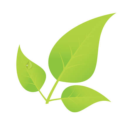Vector green color leaf with dew drops on isolated backgroundのイラスト素材