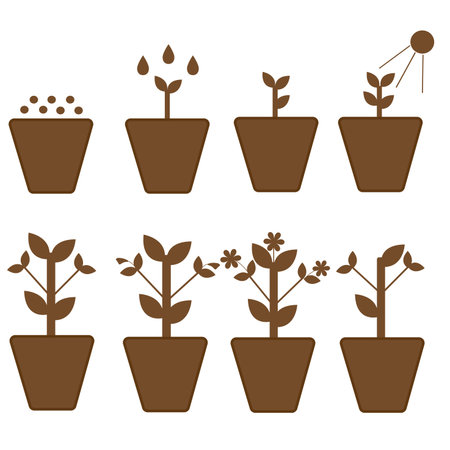 Vector set. Stages of growth of a plant from planting to flowering and witheringのイラスト素材