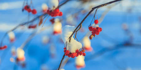 Frozen rowan berries in the sun in the winter forestの写真素材