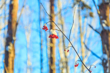 Frozen rowan berries in the sun in the winter forestの写真素材