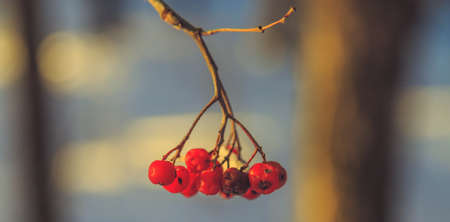 Frozen rowan berries in the sun in the winter forestの写真素材