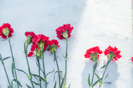 a few red carnations on snow in winterの写真素材