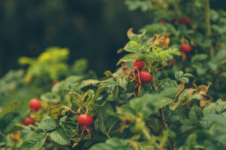 rose hips in the park in autumn