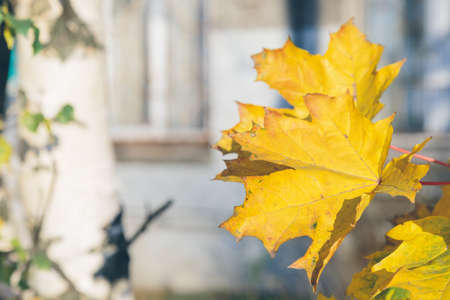 leaves of a Canadian maple close-up. Tonedの写真素材