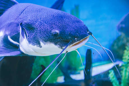 blue fish in the aquarium close upの写真素材