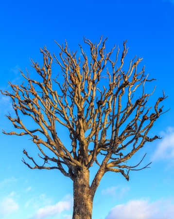 Tree without leaves in winter close upの写真素材