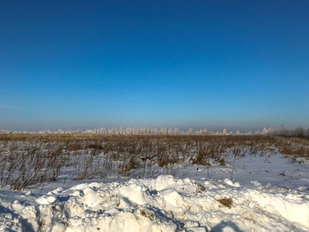 snow-covered grass on the field in a sunny afternoon in frost in winterの写真素材