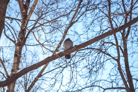 pigeon in the bird feeder on a winter dayの写真素材