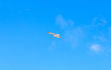 gulls flying against the blue sky on the winter