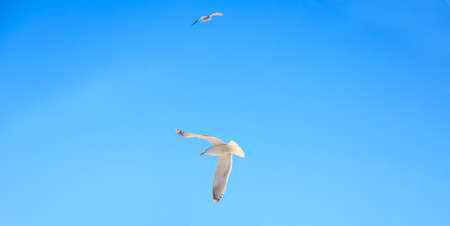 gulls flying against the blue sky on the winterの写真素材