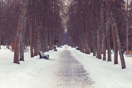 Park in winter at sunset in Russiaの写真素材