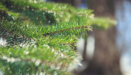 spruce branches in winter park close upの写真素材
