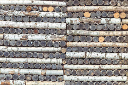 The background is sawn wood. Birch close upの写真素材