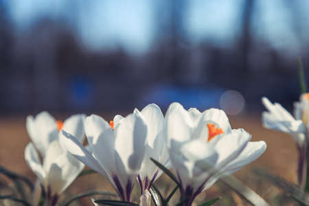 bloomed snowdrops close-up in the spring parkの写真素材