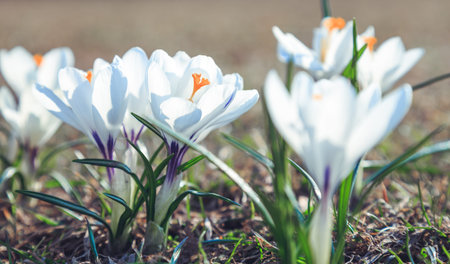bloomed snowdrops close-up in the spring park