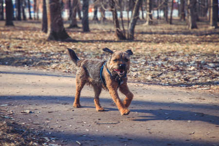 little dog running along the path in the park close upの写真素材