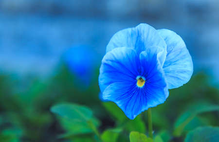 flowers of violets in the park on a sunny afternoon closeupの写真素材