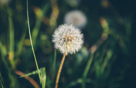white dandelion close up in green grassの写真素材