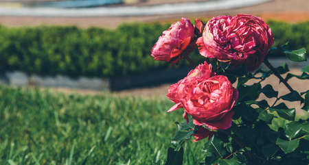 bush red rose close up in summer parkの写真素材