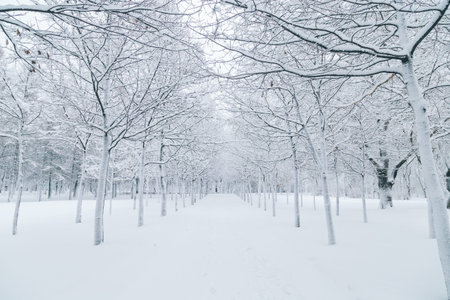White snowy winter park in Russia in Saint-Petersburg