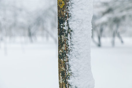 White snowy winter park in Russia in Saint-Petersburg