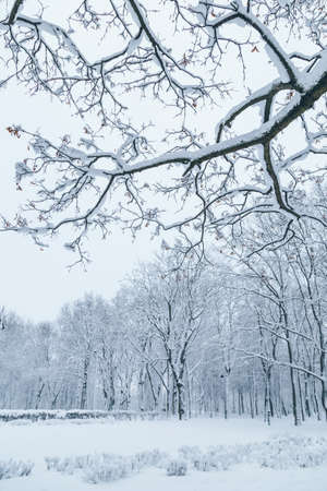 White snowy winter park in Russia in Saint-Petersburgの写真素材