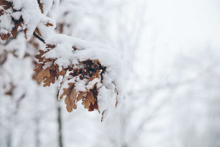 White snowy winter park in Russia in Saint-Petersburgの写真素材