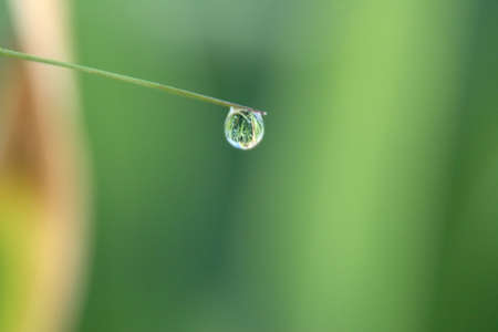 Small dewdrop on a green blade in the early morningの写真素材