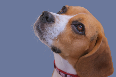 Bigle looking up at his owner. Isolated on dark blue, sharp focus on eyeの写真素材