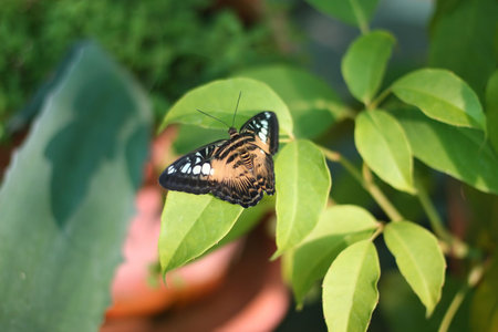 Big butterfly sitting on a green leaf