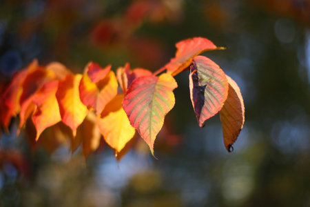 Yellow and orange autumn leaves shined by the sun