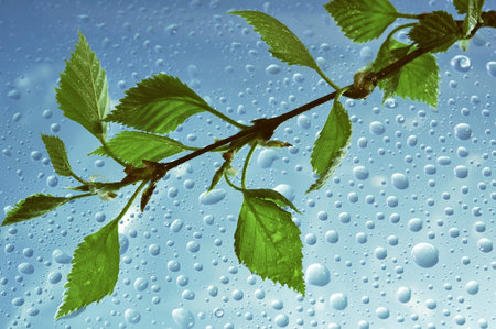Branch of a birch with green leaves on a blue background with drops
