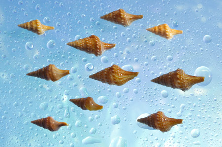 Yellow sea cockleshells on a blue background with water drops