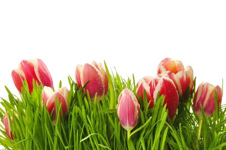 Pink tulips in a green grass on the white isolated backgroundの写真素材
