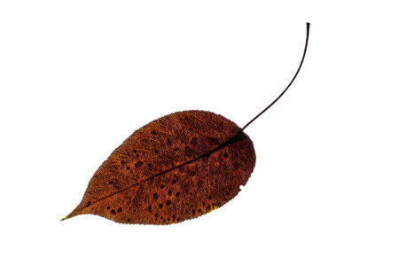 One brown autumn leaf on a white isolated background.
