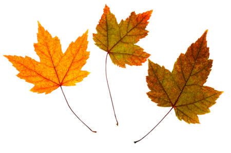 Maple colorful bright leaves on a white isolated background.の写真素材