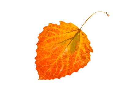 One colorful bright autumn aspen leaf on white isolated background.の写真素材