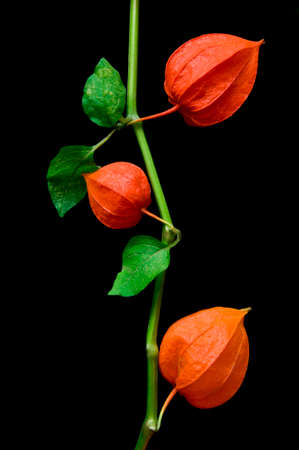 Physalis with red fruits and green colorful leaves on black isolated background close upの写真素材