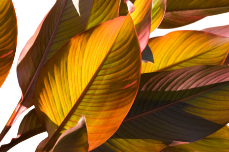 Bright colorful big beautiful cannes leaves in the garden close up