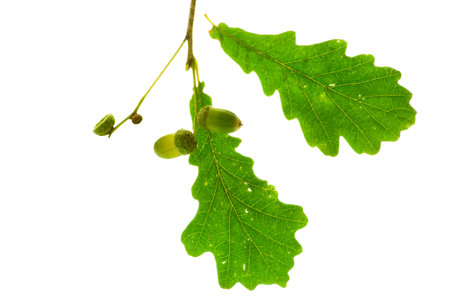 Two bright green colorful oak leaves with acorns on a white isolated background close up