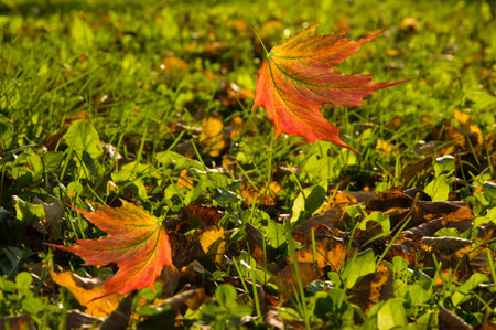 Autumn background with falling colorful maple leaves on a background of green grass and old autumn...