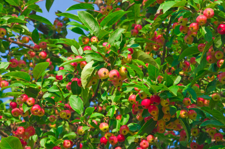 Red yellow apples on tree branches with green leaves on a blue sky background