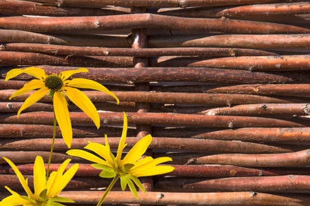 Old decorative natural wooden fence made of wicker tree branches with yellow flowers close up