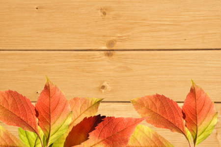 Background from decorative yellow natural wooden wall with colorful bright vine leaves close up