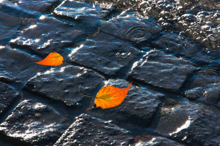 Texture of gray vintage natural urban paving stones underwater with autumn leaves close upの写真素材