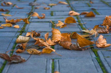 Bright colorful autumn leaves on urban paving slabs close upの写真素材