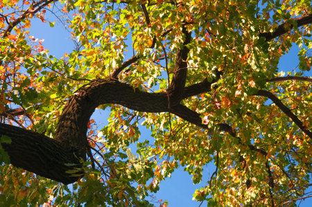 Large whimsical oak branch with yellow autumn leaves on blue sky background