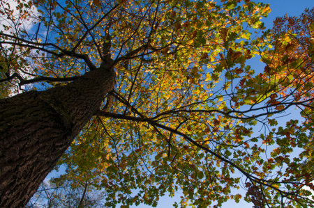 Large oak tree with yellow autumn leaves on a blue sky background