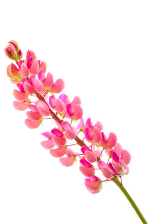 Lupine pink (Lupinus perennis) on white isolated background close upの写真素材