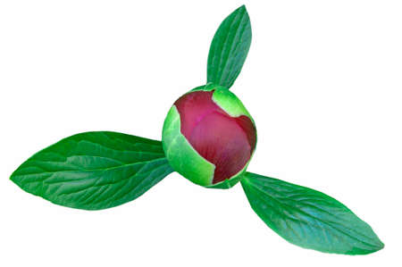 One red peony (PaeÃ³nia) bud with green leaves on white isolated background top view close upの写真素材